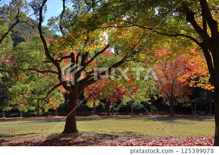 Zelkova tree with autumn leaves Zelkova tree with autumn leaves 125399078