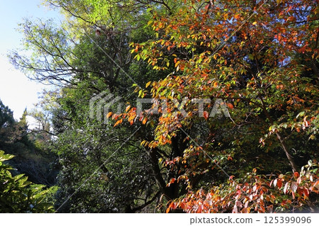 日本橡樹的秋葉 125399096