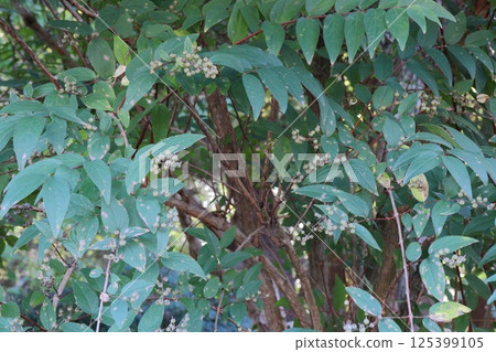 秋季成熟的圓形溲疏漿果 125399105