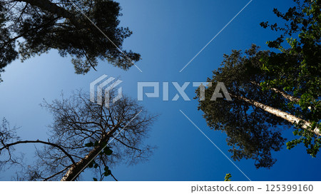 trees with slender trunks and sparse foliage against vibrant blue sky 125399160