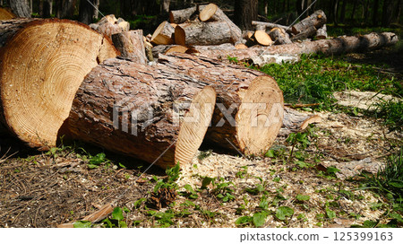 Pile of freshly cut firewood logs and chopped tree trunks Pile of freshly cut firewood logs and chopped tree trunks 125399163
