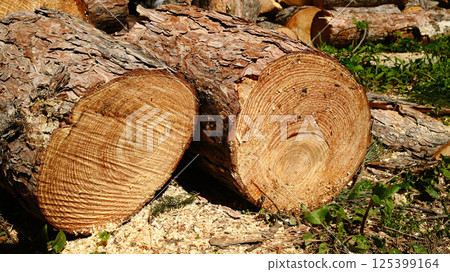 Pile of freshly cut firewood logs and chopped tree trunks Pile of freshly cut firewood logs and chopped tree trunks 125399164