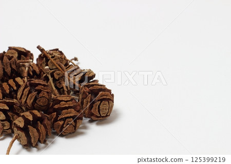 Withered Metasequoia fruit 125399219