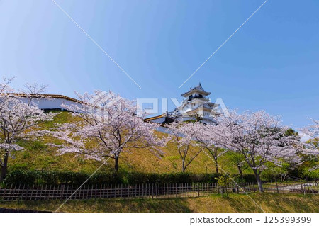 櫻花和掛川城堡 櫻花和掛川城堡 125399399