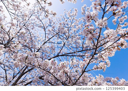 Cherry blossoms under the blue sky 125399403