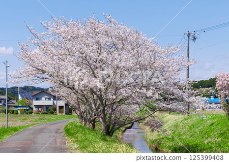 Cherry blossoms under the blue sky 125399408