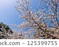 Cherry Blossoms	 125399755