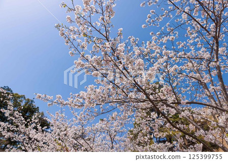 Cherry Blossoms Cherry Blossoms 125399755