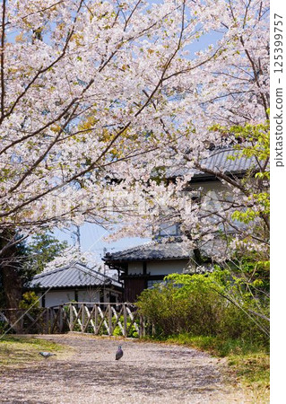 櫻花和鴿子 125399757