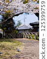 Cherry blossoms and pigeons 125399759