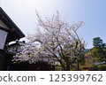 Sakura and Kakegawa Castle 125399762