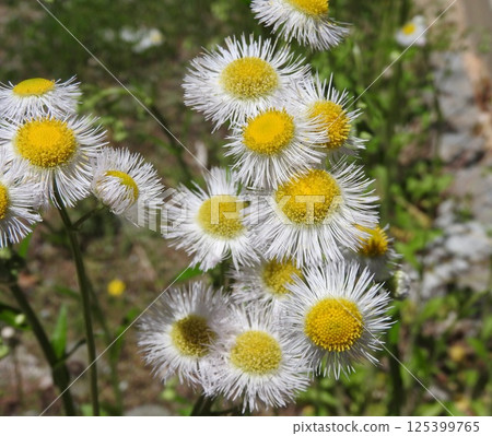 哈利恩花 哈利恩花 125399765