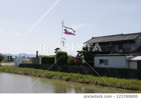 carp streamer swimming in the sky carp streamer swimming in the sky 125399800