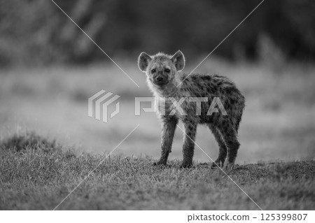 Mono spotted hyena cub looking at camera Mono spotted hyena cub looking at camera 125399807
