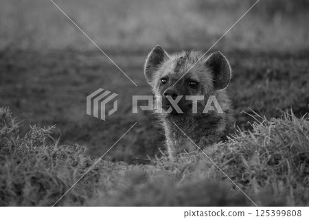 Mono spotted hyena watches camera from den 125399808