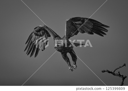 Mono steppe eagle takes off from branch 125399809