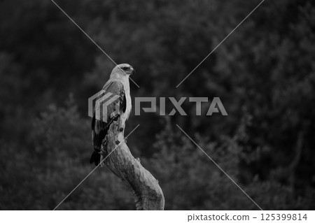 Mono tawny eagle on stump at sunset 125399814