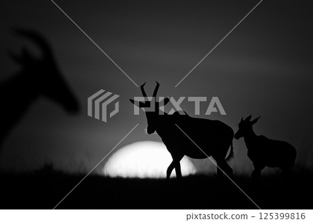 Mono topi and calf silhouetted at sunrise Mono topi and calf silhouetted at sunrise 125399816