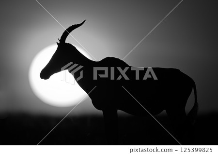 Mono topi on horizon silhouetted by sun Mono topi on horizon silhouetted by sun 125399825