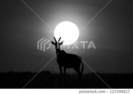 Mono topi on horizon under rising sun 125399827