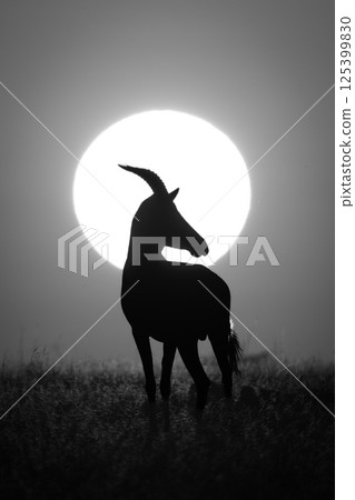 Mono topi standing against sun in silhouette Mono topi standing against sun in silhouette 125399830