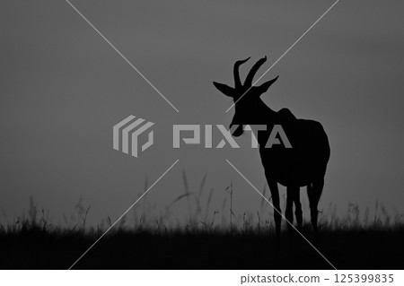 Mono topi stands at sunrise on horizon Mono topi stands at sunrise on horizon 125399835