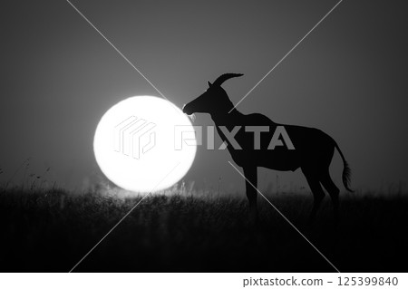 Mono topi stands in silhouette beside sun Mono topi stands in silhouette beside sun 125399840