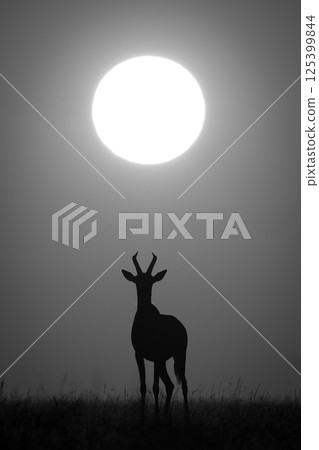 Mono topi stands under sun facing camera Mono topi stands under sun facing camera 125399844