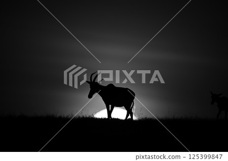 Mono topi walks along horizon at dawn Mono topi walks along horizon at dawn 125399847
