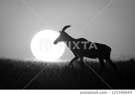 Mono topi walks past sun on horizon Mono topi walks past sun on horizon 125399849