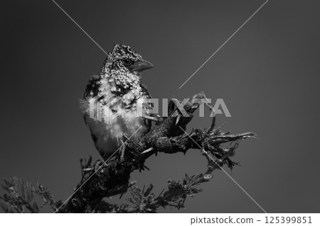 Mono Usambiro barbet turns head on branch Mono Usambiro barbet turns head on branch 125399851