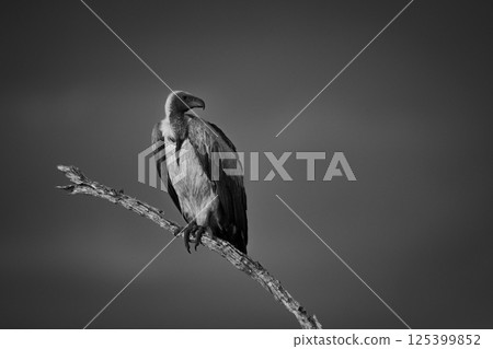 Mono white-backed vulture turns head on branch 125399852