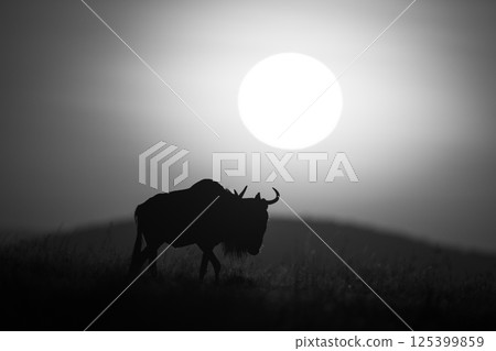 Mono wildebeest walking at dawn across horizon Mono wildebeest walking at dawn across horizon 125399859