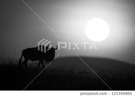 Mono wildebeest walking at dawn along horizon Mono wildebeest walking at dawn along horizon 125399860