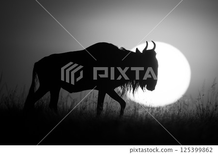 Mono wildebeest walking at sunrise on horizon 125399862