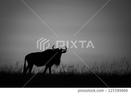 Mono wildebeest walks along horizon at sunrise 125399866
