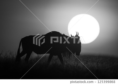 Mono wildebeest walks at dawn along horizon Mono wildebeest walks at dawn along horizon 125399868