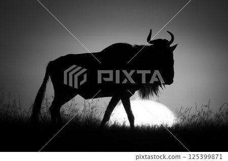 Mono wildebeest walks on horizon at dawn 125399871