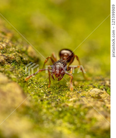 阿瑪瑪麗 125399989