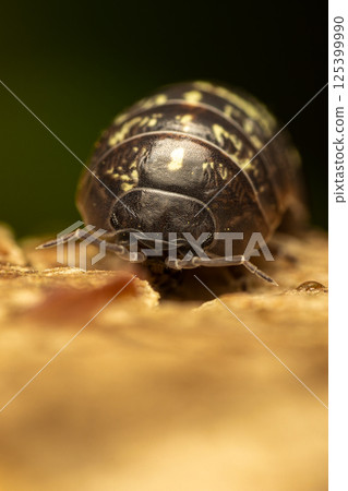 丹高橡膠 125399990