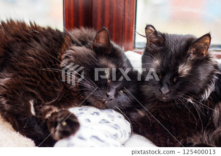 Two black cats lay next to each other, eyes peacefully closed Two black cats lay next to each other, eyes peacefully closed 125400013