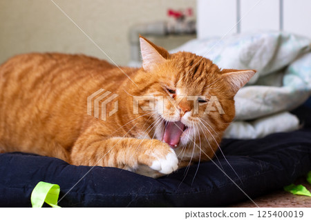 An orange cat is laying peacefully on a black blanket with its mouth open wide An orange cat is laying peacefully on a black blanket with its mouth open wide 125400019