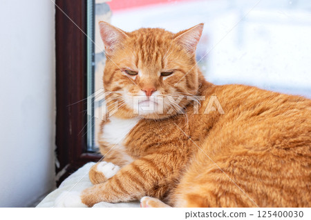 An orange and white cat is comfortably laying on a window sill 125400030