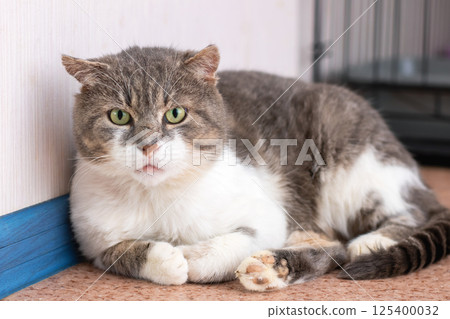 A gray and white cat with striking green eyes is laying on the floor A gray and white cat with striking green eyes is laying on the floor 125400032