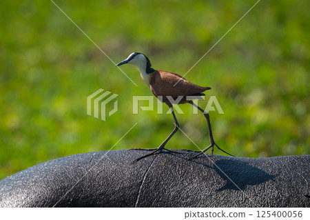 African jacana walks along back of hippo 125400056