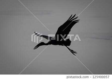 African openbill flies across river in silhouette African openbill flies across river in silhouette 125400057