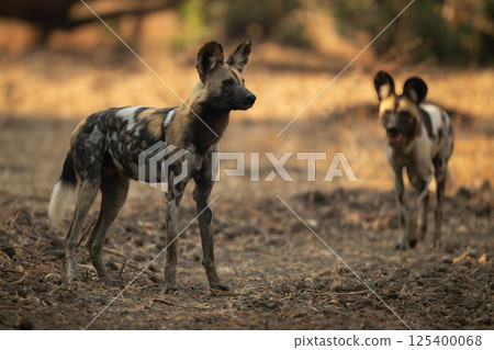 African wild dog approaches another in clearing 125400068