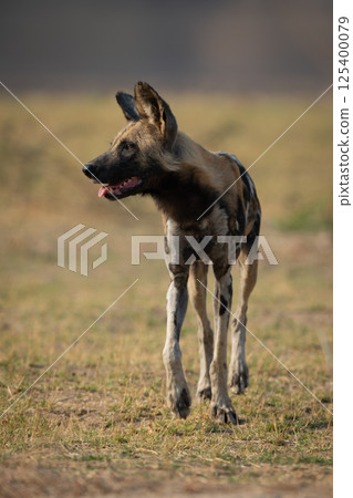 African wild dog approaches camera turning head 125400079