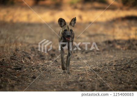 African wild dog approaching camera in shade 125400083