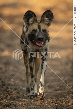 African wild dog crosses clearing lifting paw African wild dog crosses clearing lifting paw 125400090